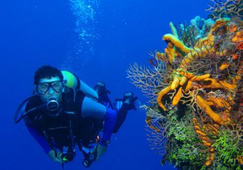 Comment et où débuter en plongée sous-marine ?