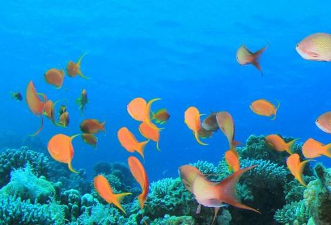 Faire de la plongée sous-marine à Calvi