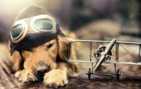 Voyager avec son animal de compagnie : ce qu'il faut savoir